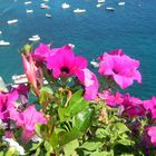 I fiori di Positano