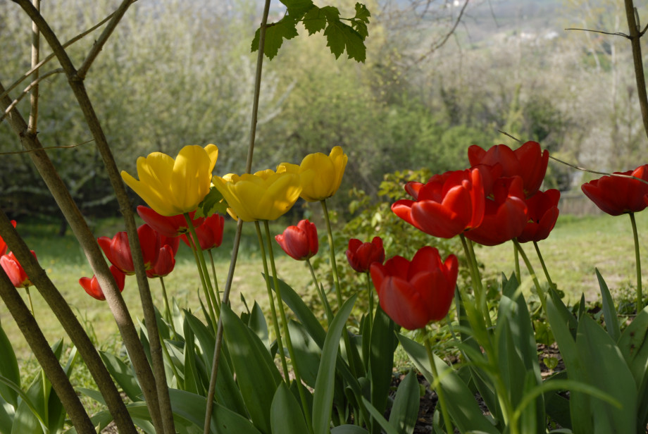 I fiori di Sciolze