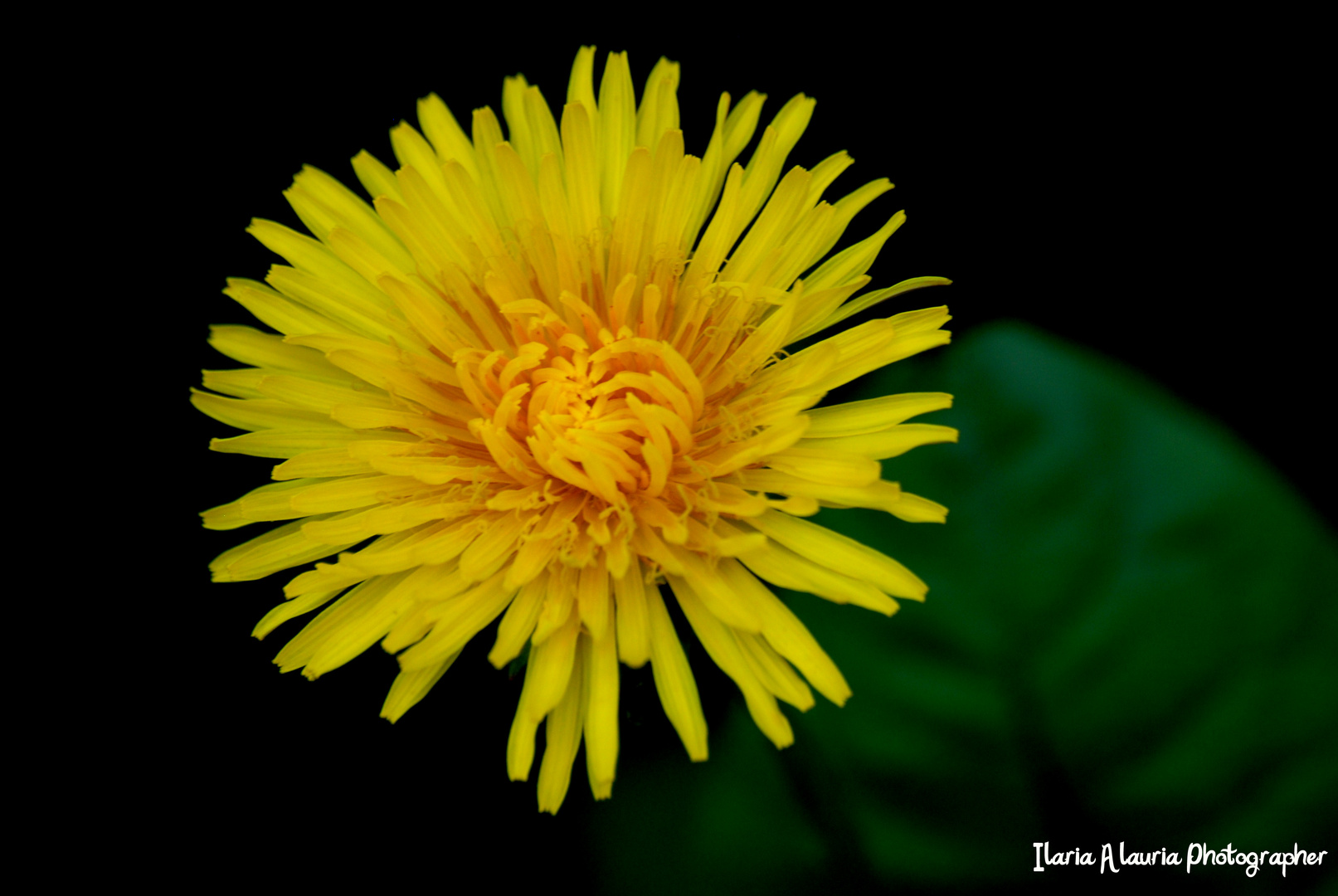 I fiori hanno un’ influenza misteriosa e sottile sui sentimenti...