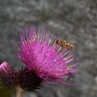 I fiori sono sempre i più dolci