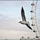 I fly on the London Eye!