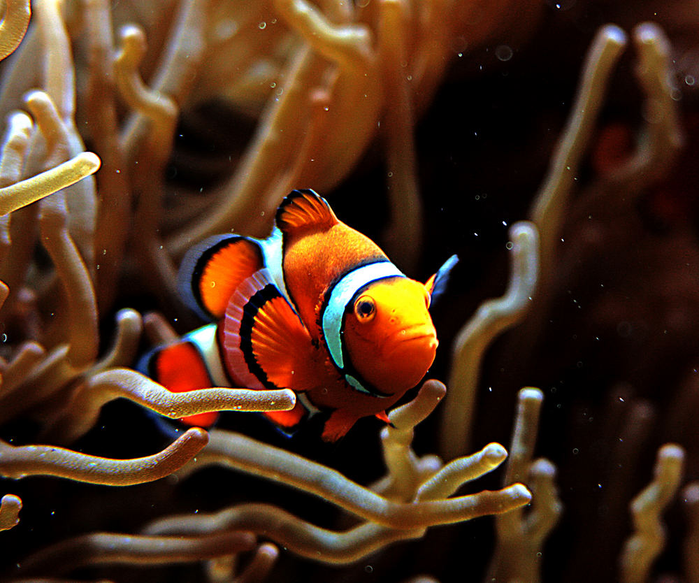 I found Nemo