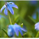 _____I___ Frühling lässt sein Blaues Band wieder flattern durch die Lüfte _____I___