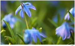 _____I___ Frühling lässt sein Blaues Band wieder flattern durch die Lüfte _____I___