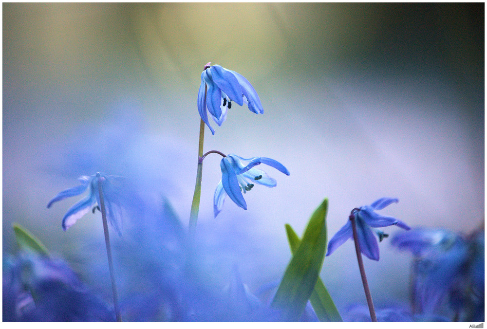 _____I___ Frühling lässt sein Blaues Band wieder flattern ___I_____