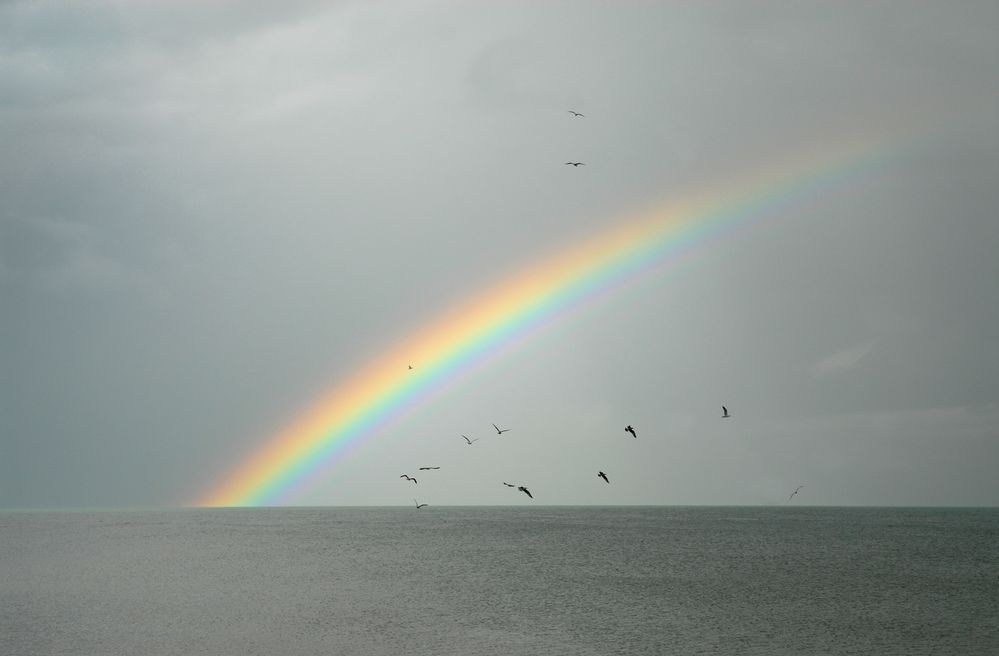 I gabbiani salutano l'arcobaleno