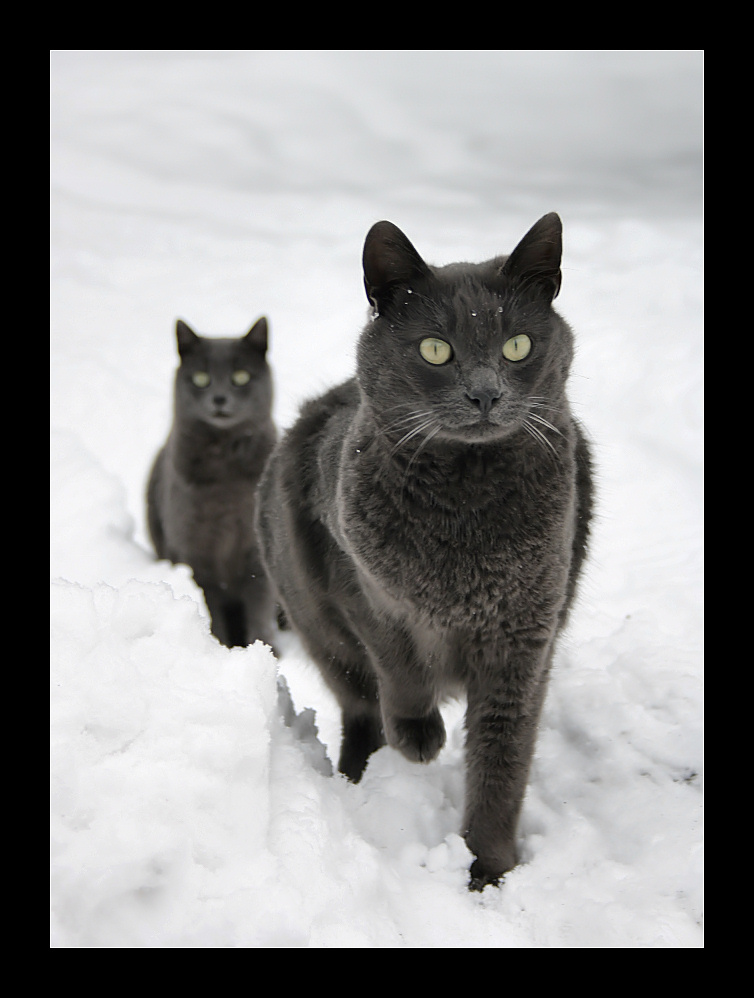 I gatti delle nevi