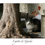 I gatti di Garda I