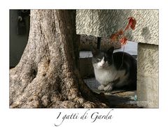 I gatti di Garda I