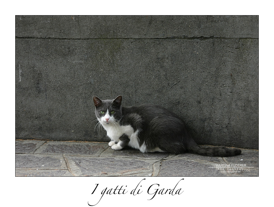 I gatti di Garda II