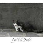 I gatti di Garda II