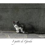 I gatti di Garda II