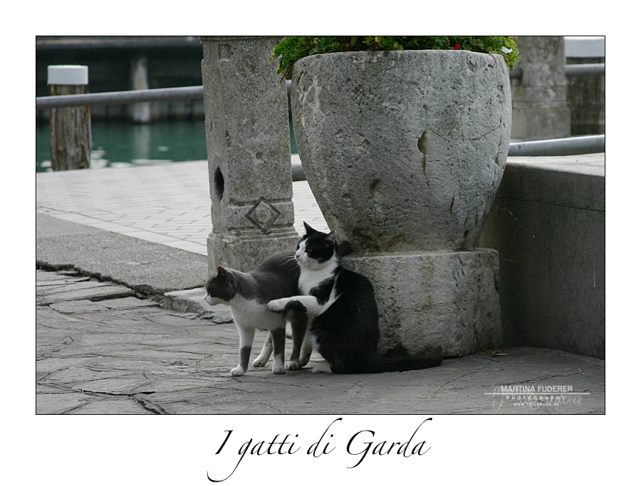 I gatti di Garda III