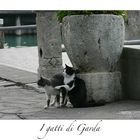 I gatti di Garda III