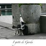 I gatti di Garda III