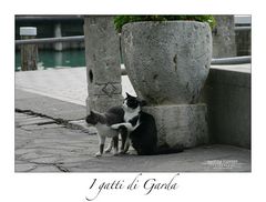 I gatti di Garda III