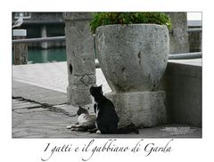 I gatti di Garda VI