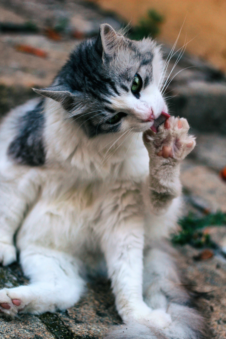 I gatti di Poggio III