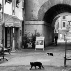 I gatti di Sutri