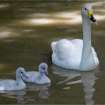 I gemellini di mamma cigno selvatico