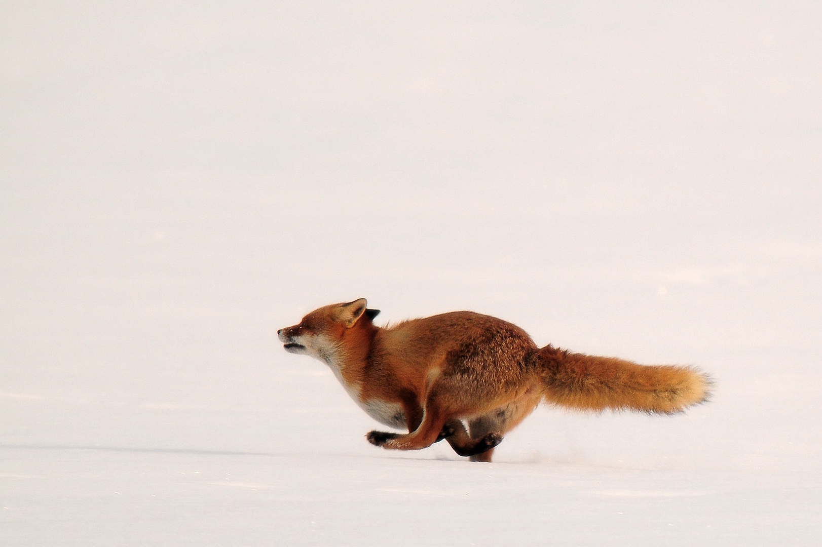 I Geschwindigkeit ist keine Hexerei - flüchtender Rotfuchs