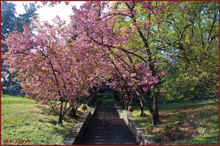 I giardini di marzo si vestono di nuovi colori .......