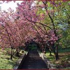 I giardini di marzo si vestono di nuovi colori .......