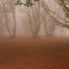 I giganti di Canfaito nella nebbia