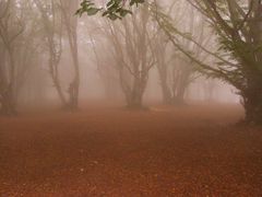 I giganti di Canfaito nella nebbia