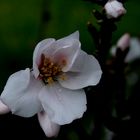 i giorni della merla...mandorlo in fiore!