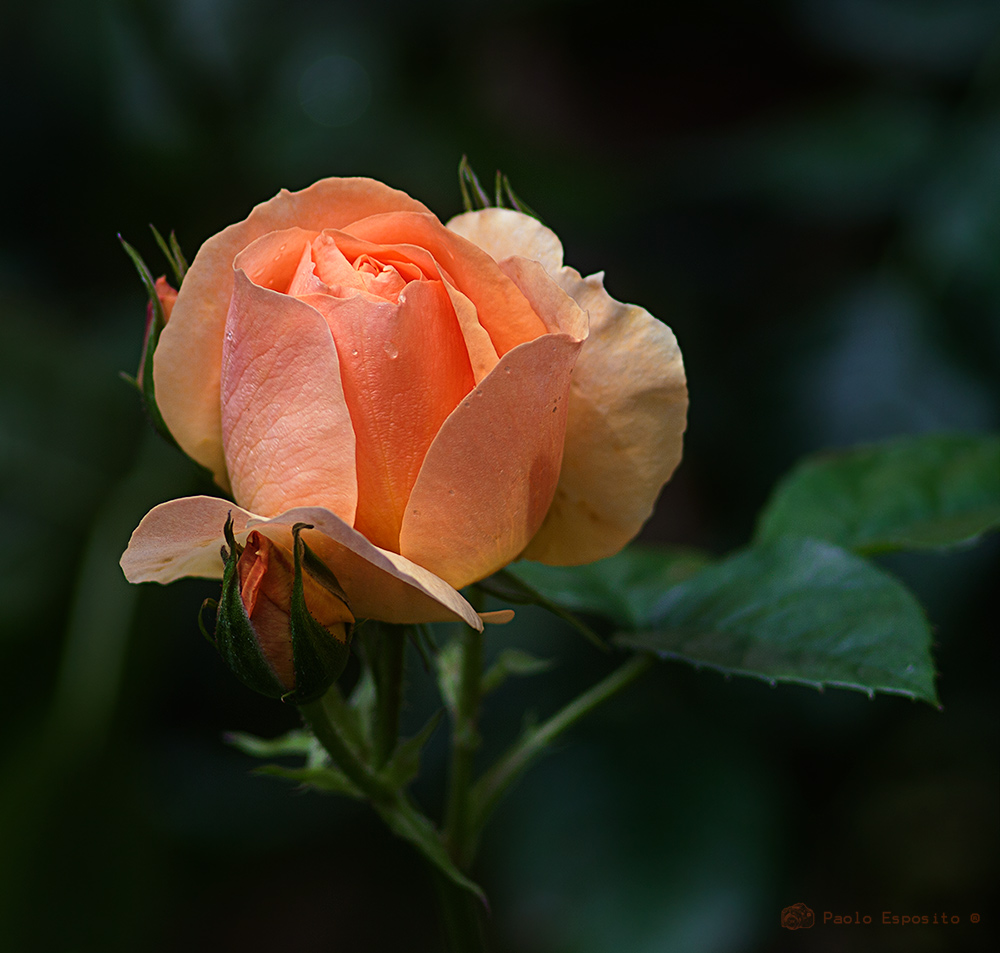 i giorni delle rose