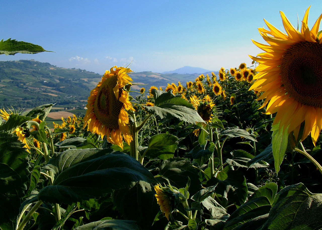 I girasole