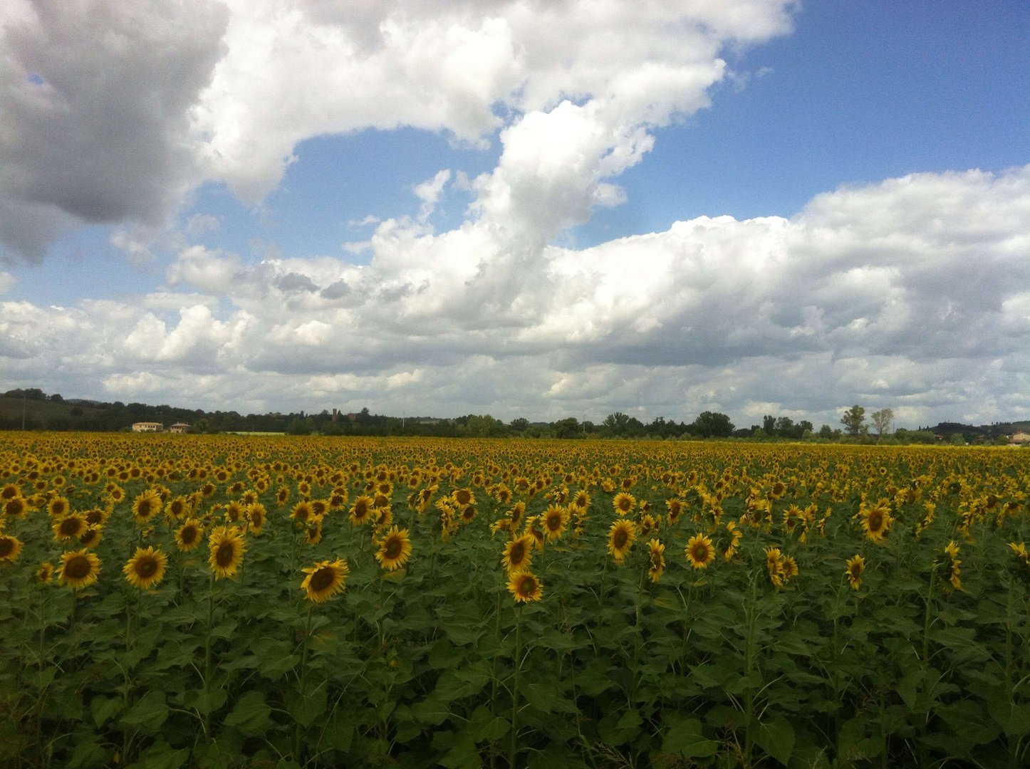 I girasoli aspettano il sole