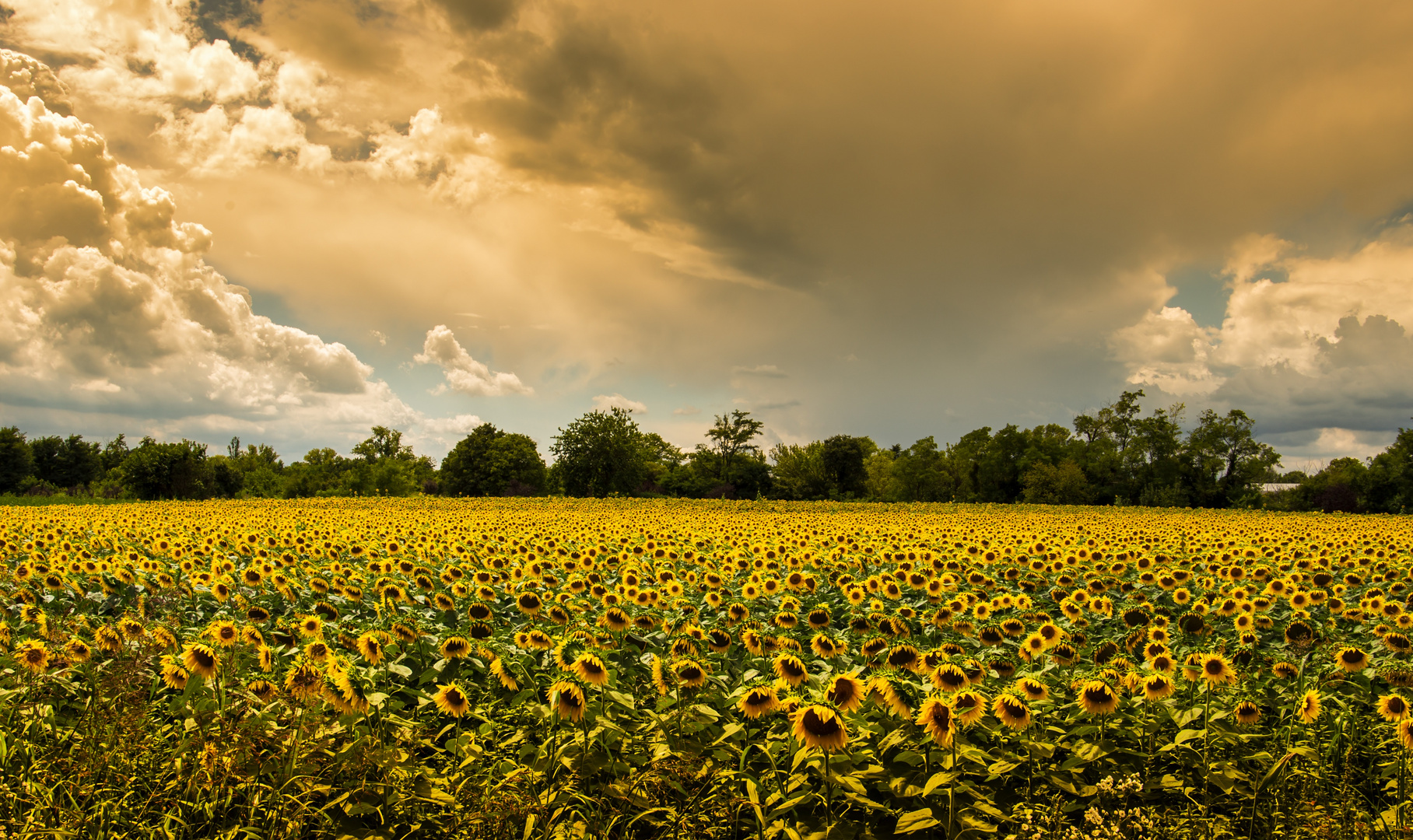 I girasoli