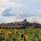 I girasoli di Loreto