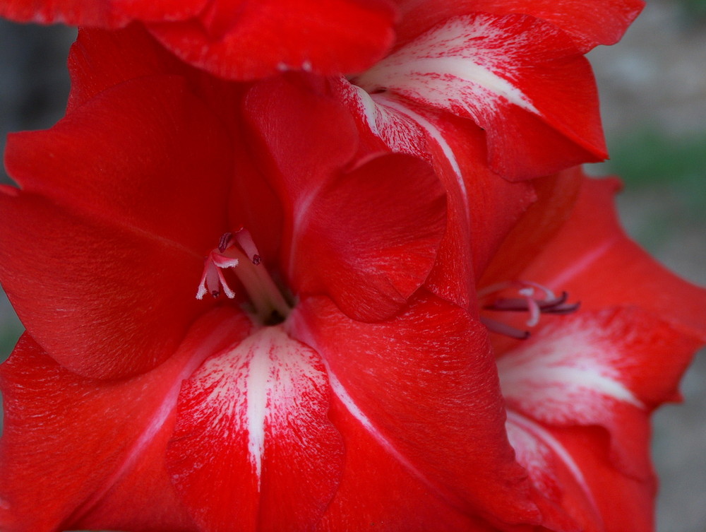 I gladioli nel mio giardino 2