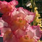 I gladioli nel mio giardino