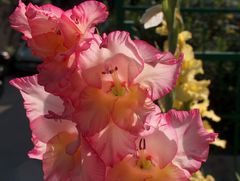 I gladioli nel mio giardino