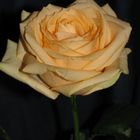 I got this rose to Woman's day