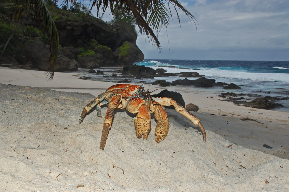 I granchi di Christmas Island (2)