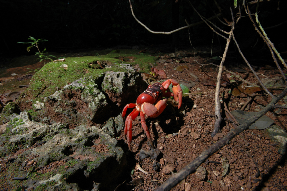 I granchi di Christmas Island (4)