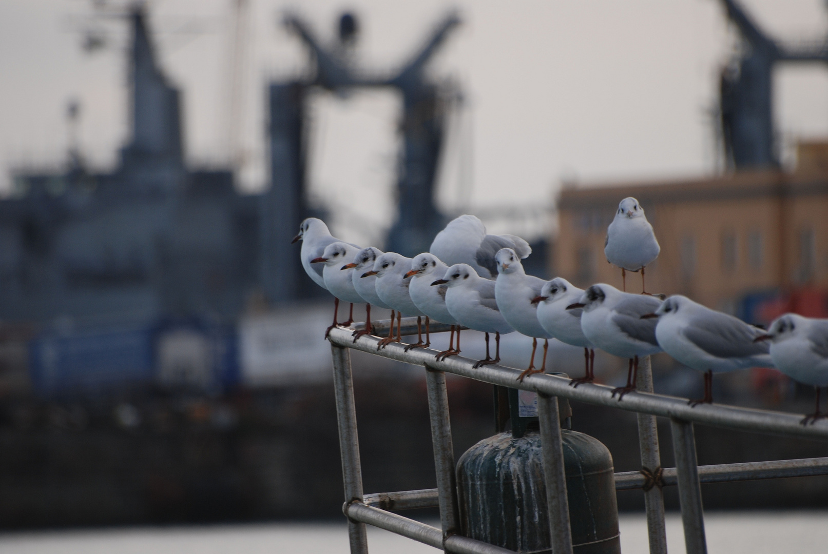 i guardiani del mare