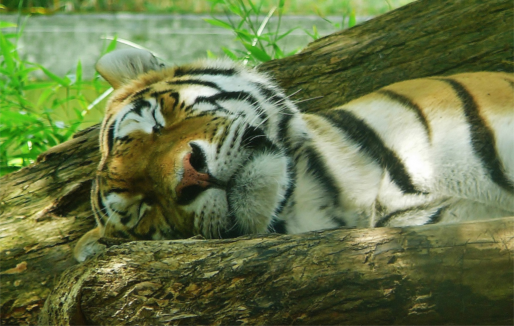I have a dream - schlafender Tiger
