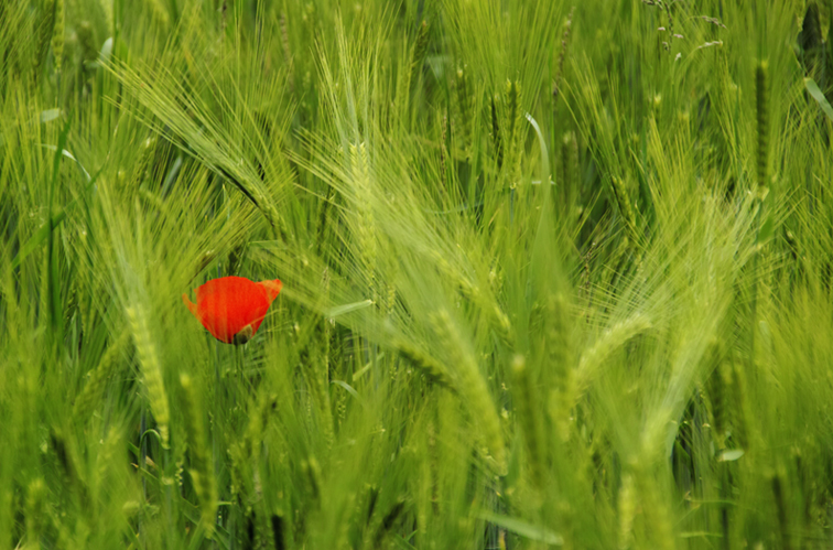 ... I have a red hat ...