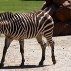 I I I I Zebra I I I I