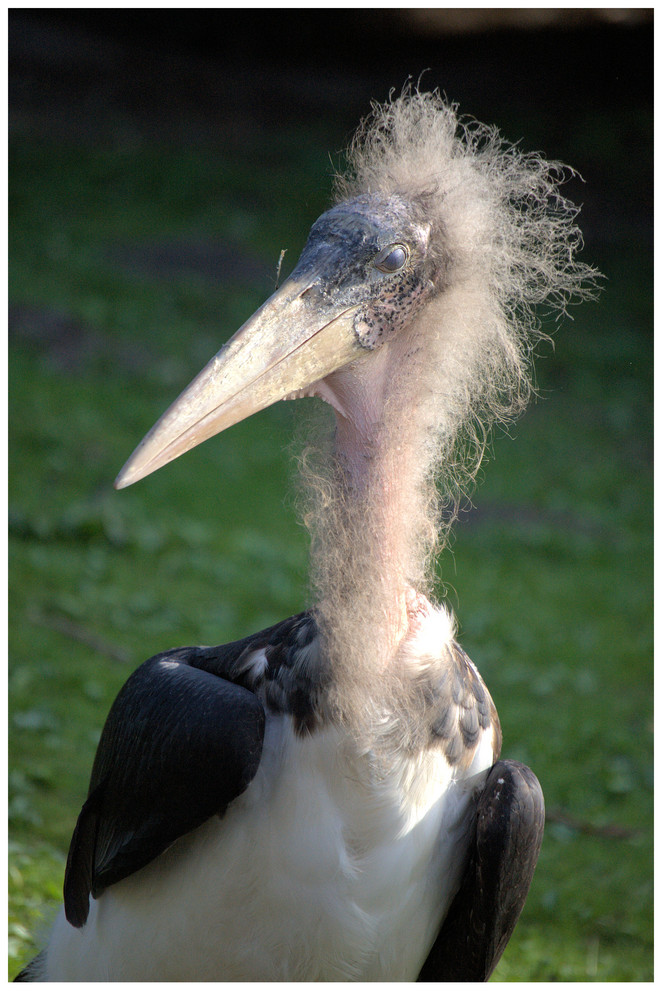 _____I___ Ich hab die Haare schön ___I_____