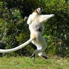 I ike to Move it.... Sifaka in Madagaskar