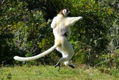 I ike to Move it.... Sifaka in Madagaskar