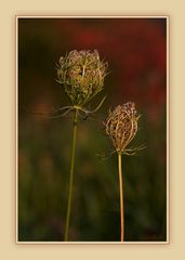 `I/´ im Herbstlicht