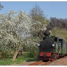 I K am schiefen, aber blühenden Apfelbaum